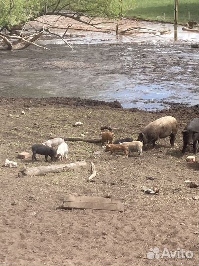 Сельхоз животные