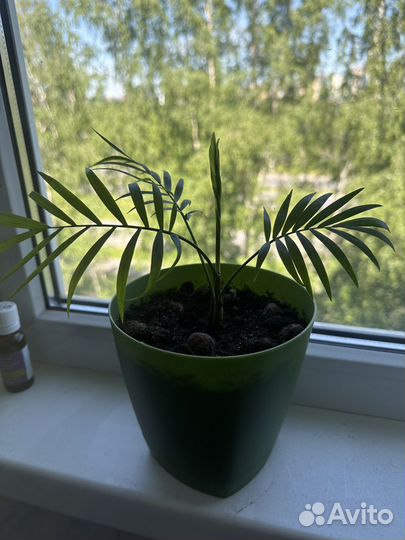 Хамедорея бамбуковая пальма