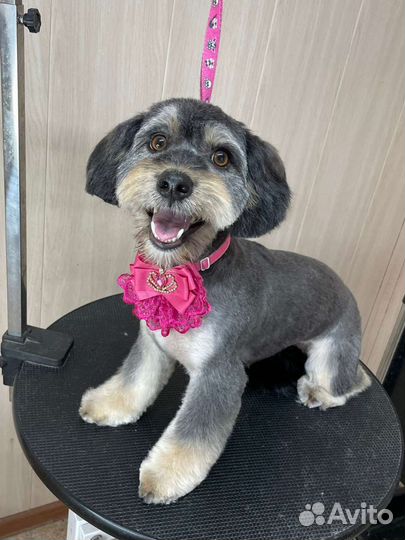 Собака ищет дом