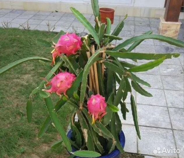 Кактус Питахайя розовая (драконий фрукт) рассада