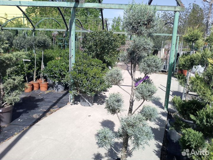 Кипарис аризонский Помпон 351330 вр