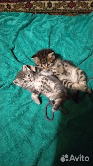 Британская кошка