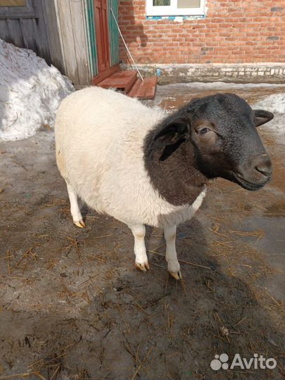 Баран Дорпер