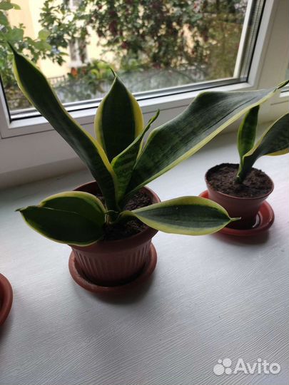 Флорариум суккуленты