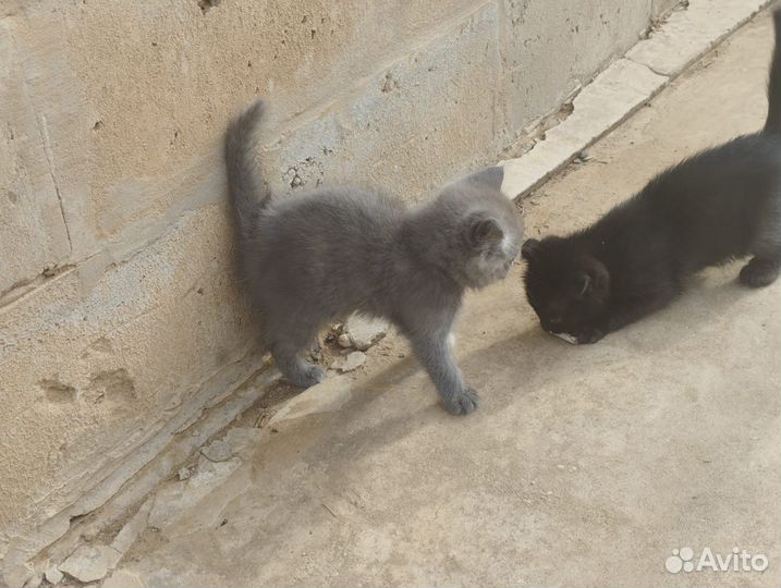 Котята в добрые руки даром бесплатно