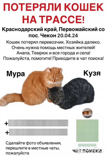 Потерялись кошка и кот