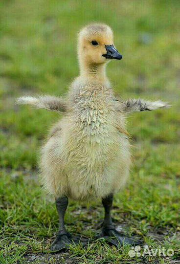 Продажа подрощенных гусят