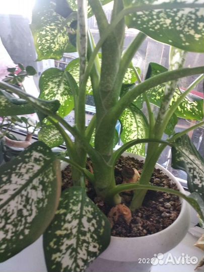 Диффенбахия