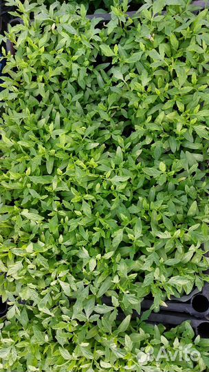 Рассада помидор и перцев