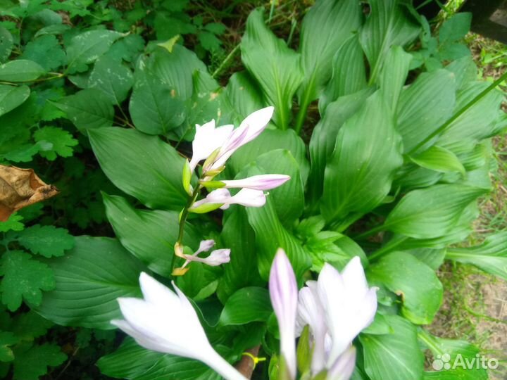 Роза лилия фалярис маргаритки традесканция хоста