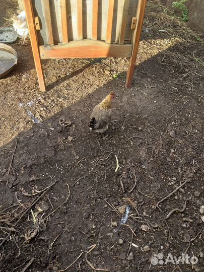 Куры породы бентама