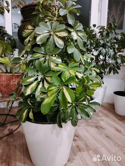 Комнатные цветы взрослые много разных