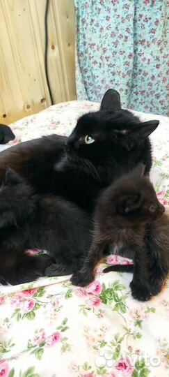 Котята
