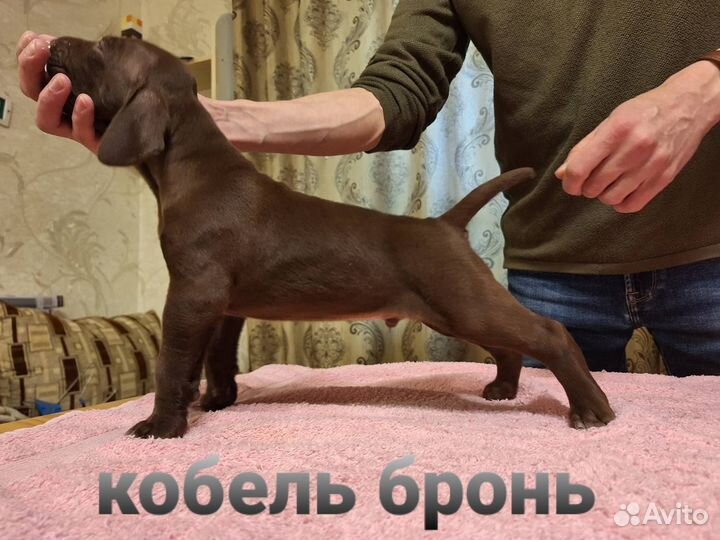 Щенки курцхаара