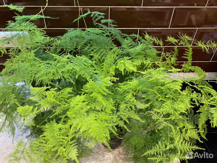 Аспарагус Перистый Комнатные растения