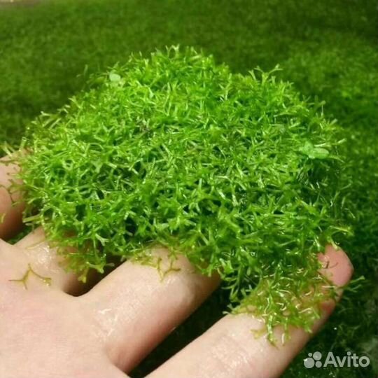 Растения,петушки,гриндаль,корм