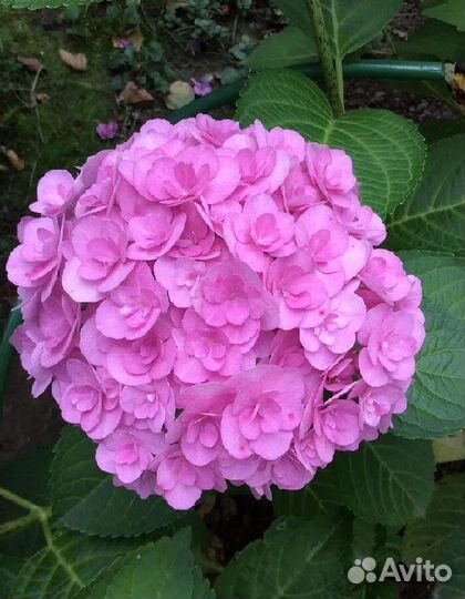 Гортензии крупнолистные ремонтантные