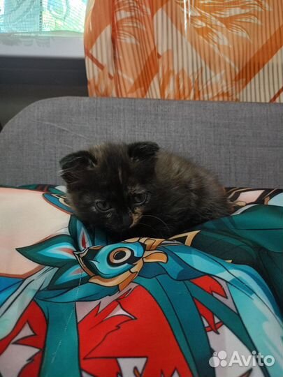 Котёнок в добрые руки, девочка