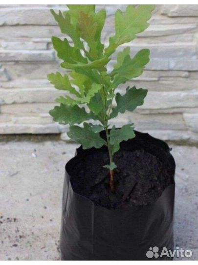 Саженцы декоративных деревьев