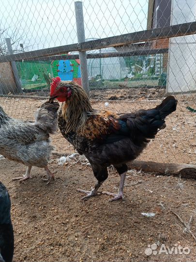 Петухи