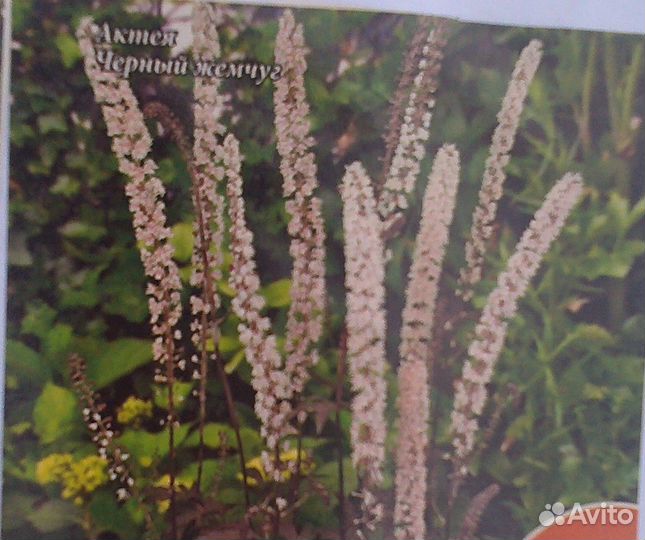 Актея (Цимицифуга, Воронец, Клопогон)