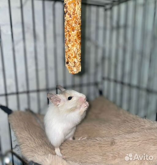 Чилийская белка дегу