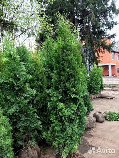 Туя колумна