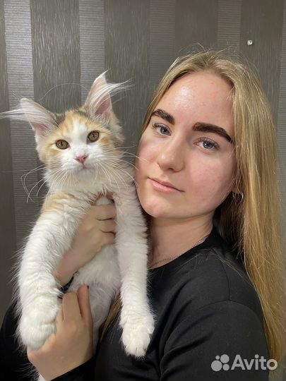 Котята мейн-кун