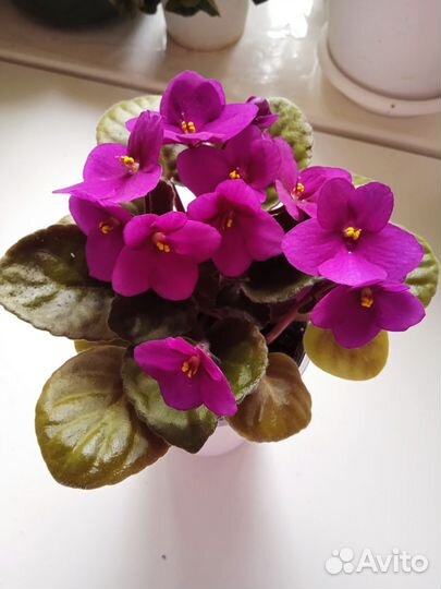 Фиалки цветущие