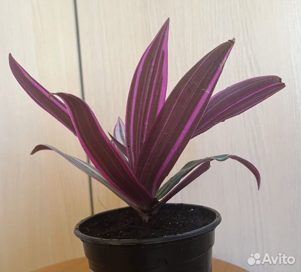 Пальма Юкка и рео