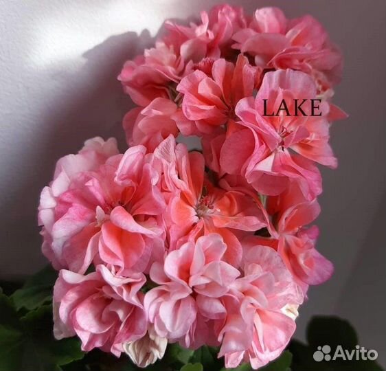 Пеларгония Ю-Царская Невеста,TA Леди Винтер и др