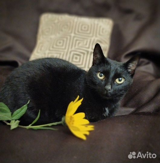 Милена в поиске дома