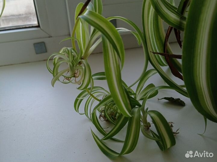 Хлорофитум отростки