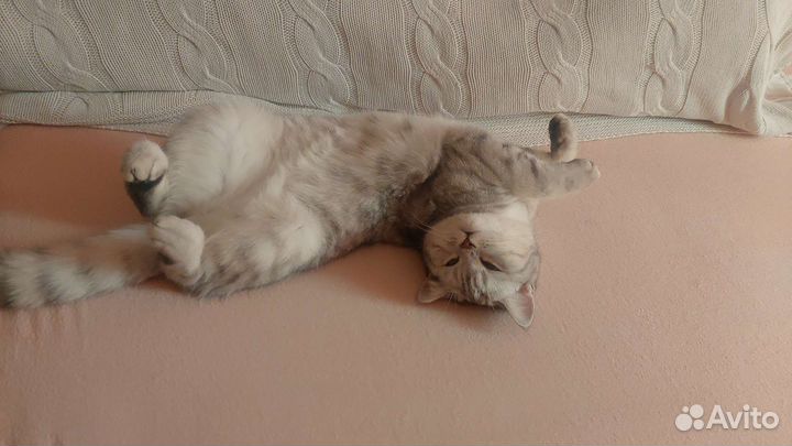 Шотландская кошка вязка