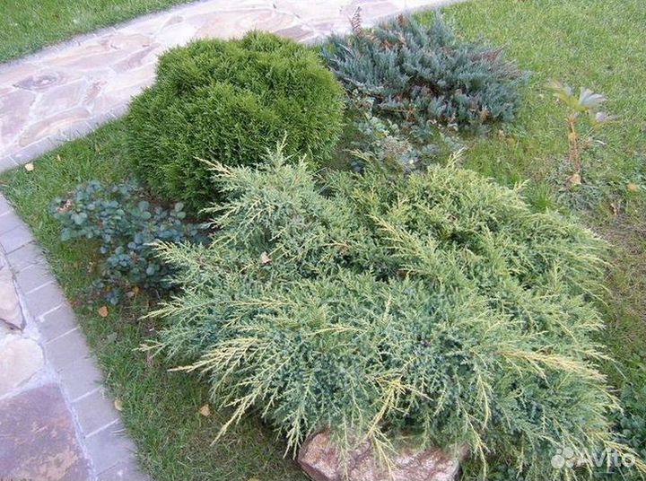 Стелющийся можжевельник пфитцериана