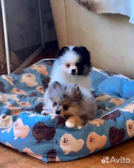 Девочки померанского шпица