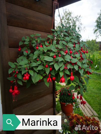 Фуксия сортовая