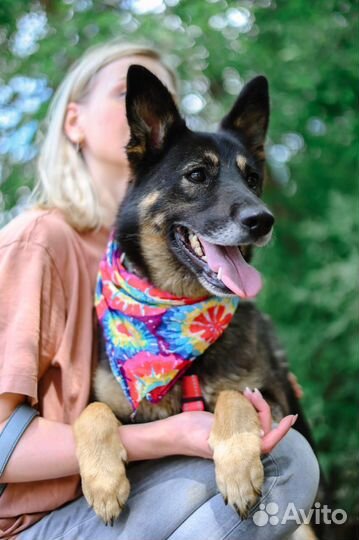 Спасите собаку из приюта