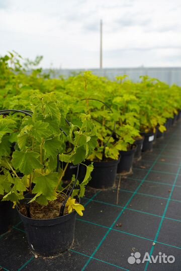 Смородина, крыжовник, ежевика, шелковица