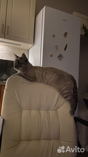 Кошка охотница