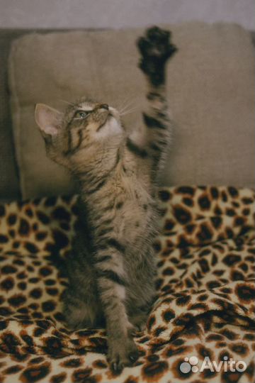 Симпатичный малыш ищет дом