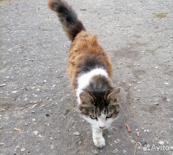 Кошечка в добрые руки