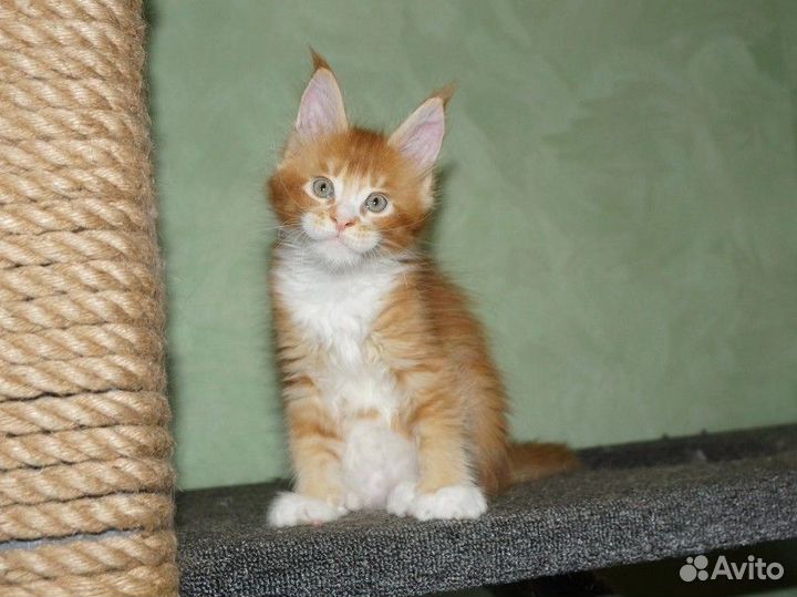 Мейн-кун котята рыжие