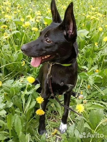 Девочка ищет дом