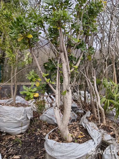 Смолосемяник питтоспорум