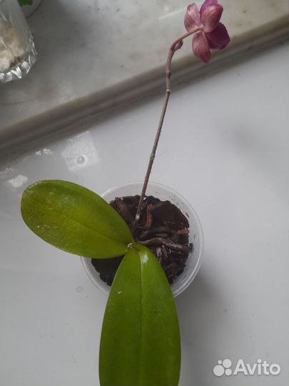 Орхидея карлик. Дюшенея, земляника декоративная