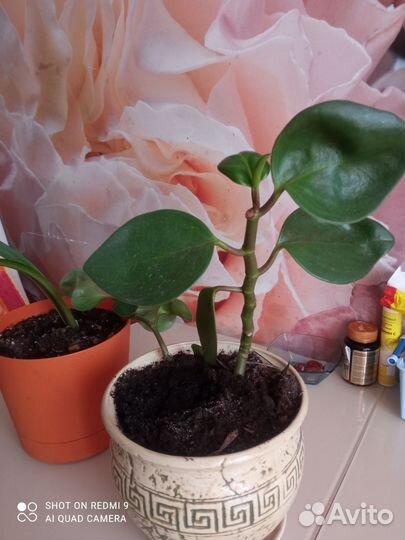 Комнатные цветы