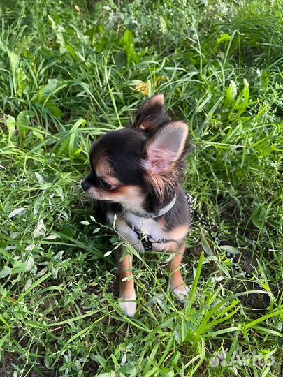 Чихуахуа мини девочка