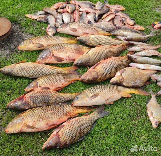 Рыбка донская