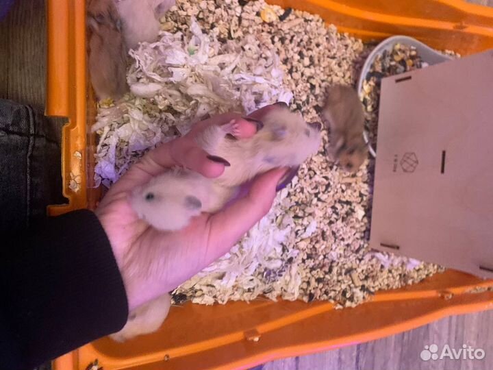 Сирийские хомячки малыши